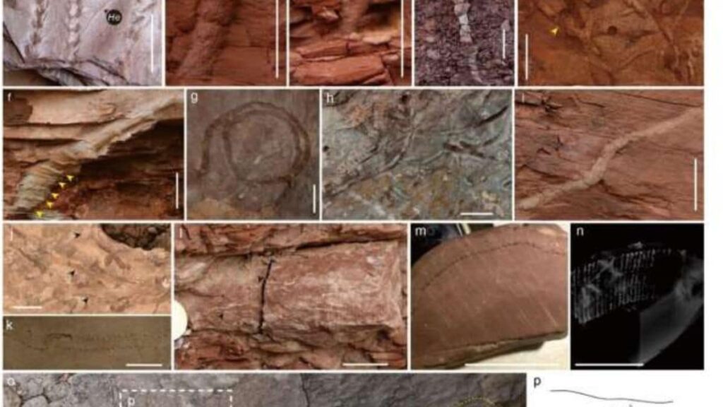 New Fossils Suggest Land Life Bounced Back Faster Than Expected After End-Permian Mass Extinction New Fossils Suggest Land Life Bounced Back Faster Than Expected After End-Permian Mass Extinction