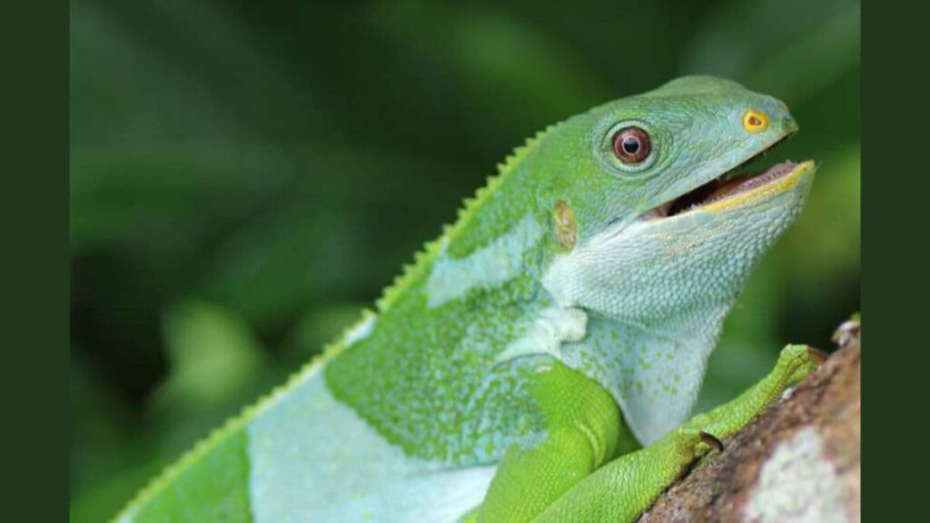 Iguanas Travelled 5,000 Miles to Fiji on Rafts 34 Million Years Ago Iguanas Travelled 5,000 Miles to Fiji on Rafts 34 Million Years Ago