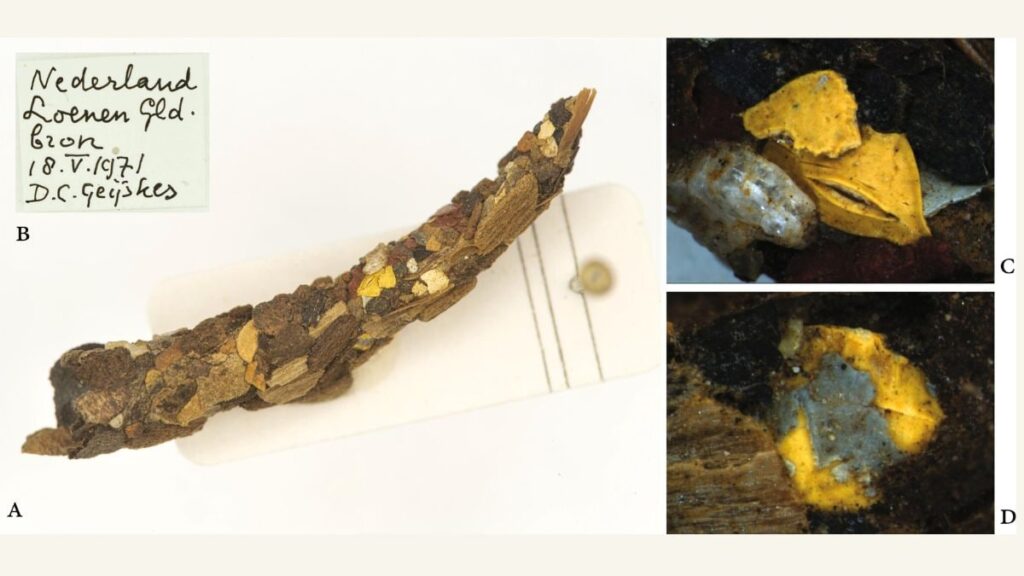 Researchers Find Microplastics in Caddisfly Casings From 1970s, Hints at Long-Term Contamination Risk Researchers Find Microplastics in Caddisfly Casings From 1970s, Hints at Long-Term Contamination Risk