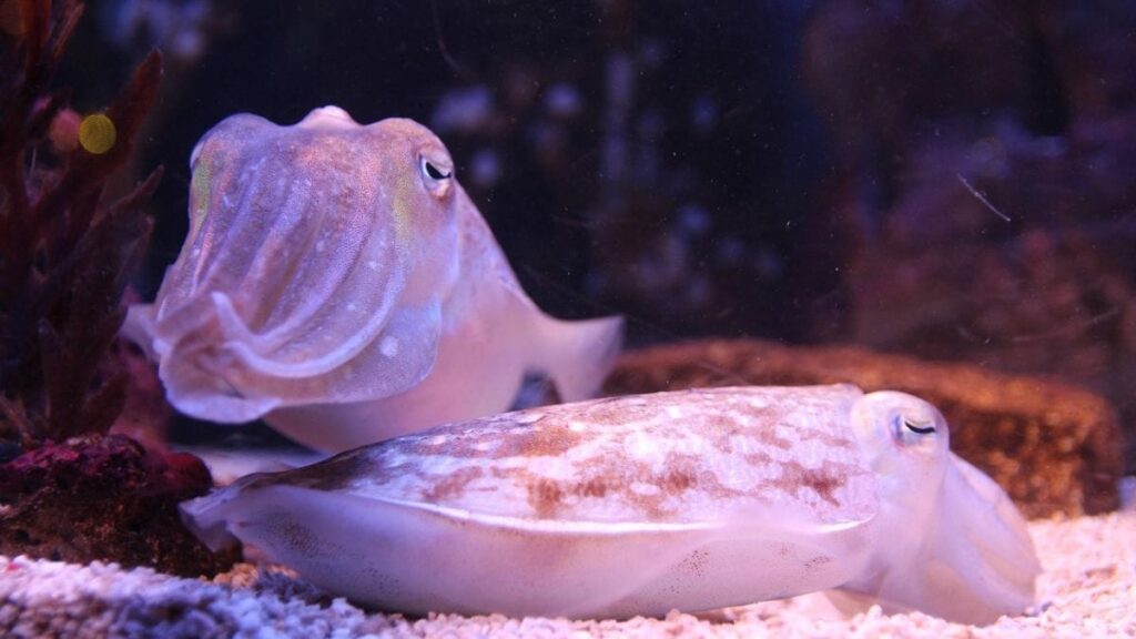 Cuttlefish May Communicate Using Tentacle Waves, Study Finds Cuttlefish May Communicate Using Tentacle Waves, Study Finds