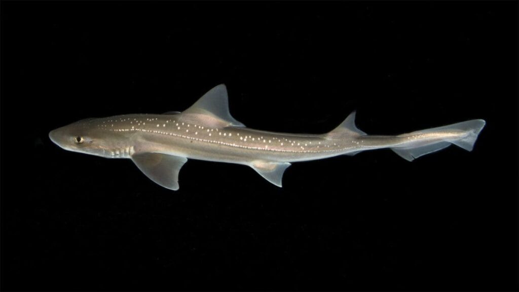Scientists Discover Clicking Sounds in Rig Sharks for the First Time
